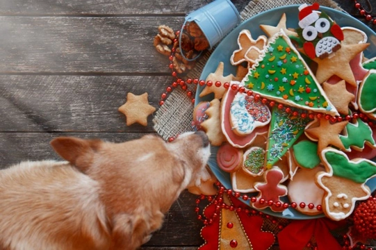 Christmas day food and safety for your dog