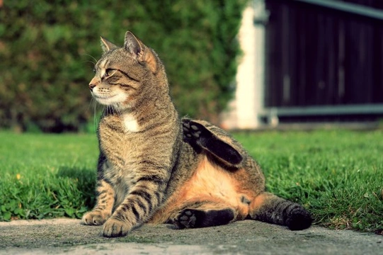 Why Is My Cat Losing Weight? - The 5 Main Reasons