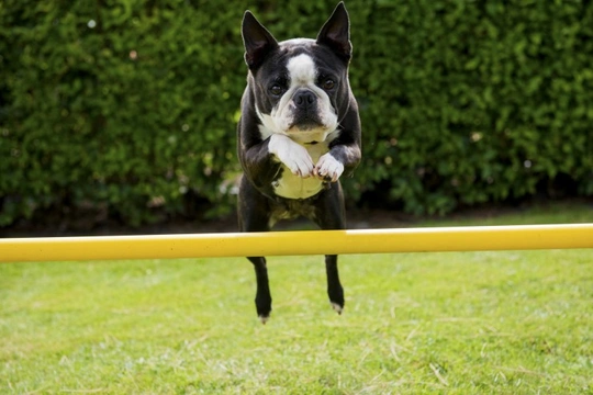 Taking the Jumping Up Out of a Boston Terrier
