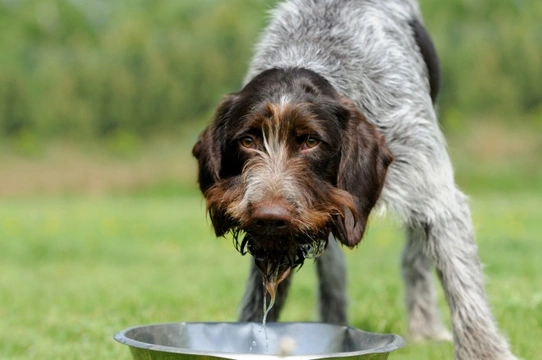 The role that water plays in canine nutrition