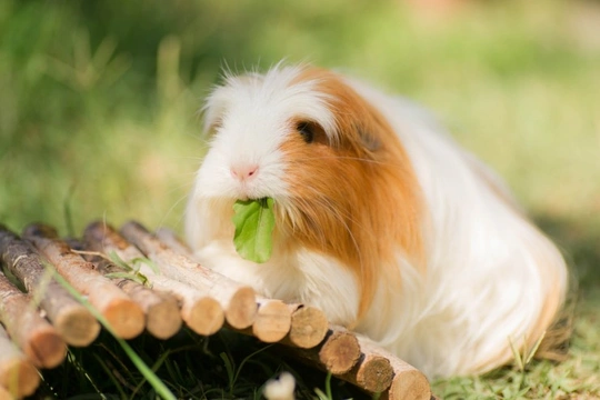 How to Set up a Great Environment for Your Guinea Pig