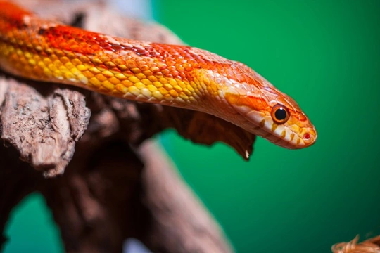 Why do snakes hiss and what does it mean?