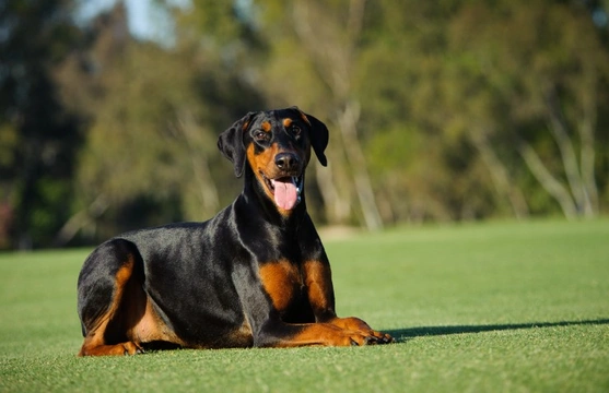 The four most common varieties of kidney disease in dogs