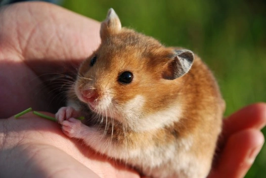 What Is Wet Tail in Hamsters?