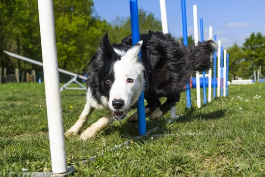 Fulfilling the Border Collie’s need for exercise and stimulation