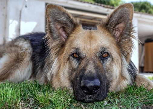 Problemas articulares en perros. ¿Son eficaces los condroprotectores?
