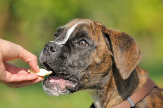 What is Positive Reinforcement Training for Dogs?