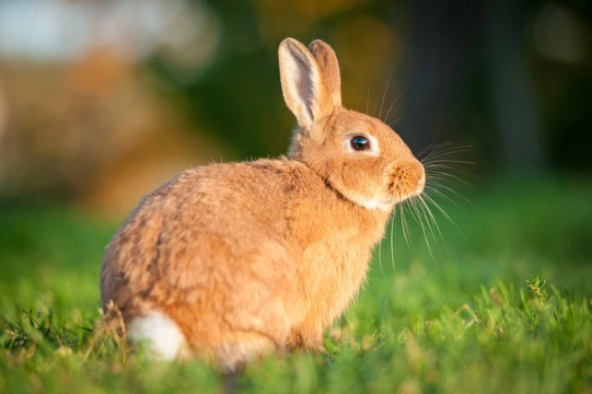 Rabbit Basics - Ten facts all potential owners should be aware of