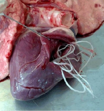 La enfermedad del gusano del corazón (Filariosis canina)