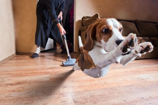 What makes dogs so wary of vacuum cleaners?