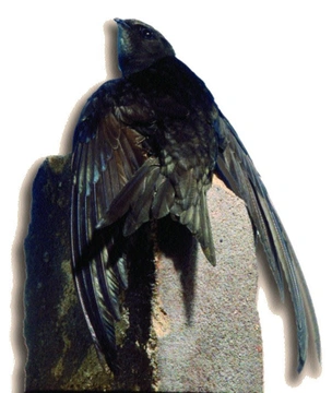 Pták roku 2004 – rorýs obecný