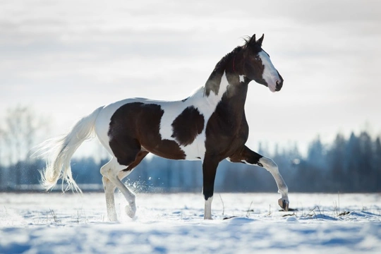 Out of the box equestrian gifts for the festive season