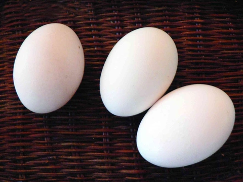 Od vajíčka ke kuřeti Násadová vejce