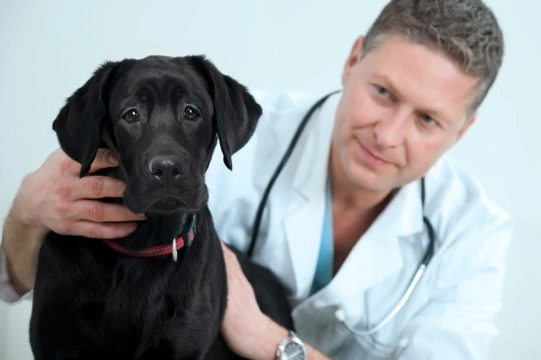 Getting help with veterinary treatment when you can’t afford it