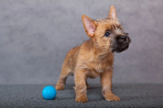 Cairn terrier hereditary health and wellness