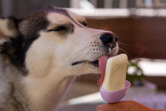 How to make ice cream for your dog