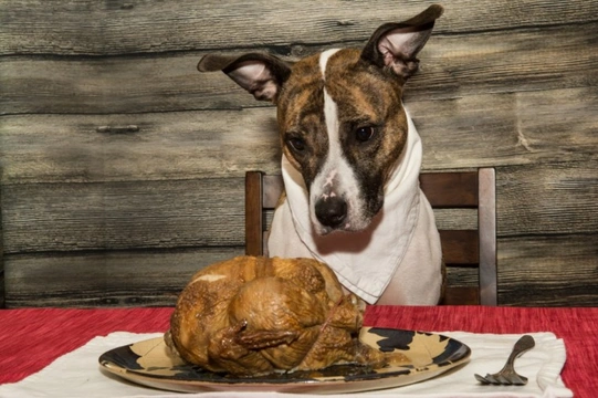 What Christmas foods can you give to your dog?