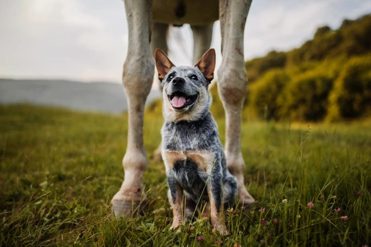 How to Keep Your Dog Safe Around Horses and at The Stables