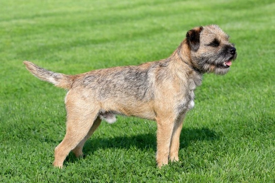 The Border Terrier, a Dog With Very Few Health Concerns