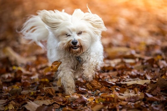 Feeding Your Dog in the Autumn and Winter
