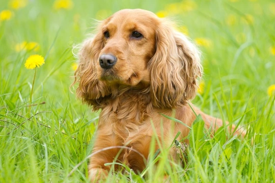 Cocker Spaniels and Ear Problems | Pets4Homes