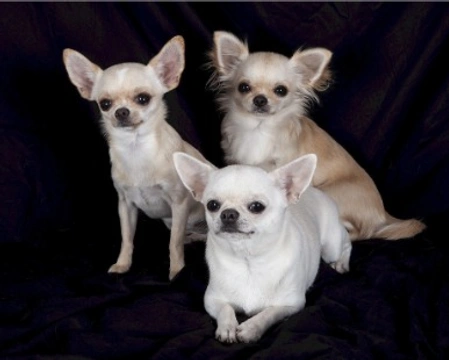 Chihuahua nano prezzo: pelo lungo, pelo corto e il messicano