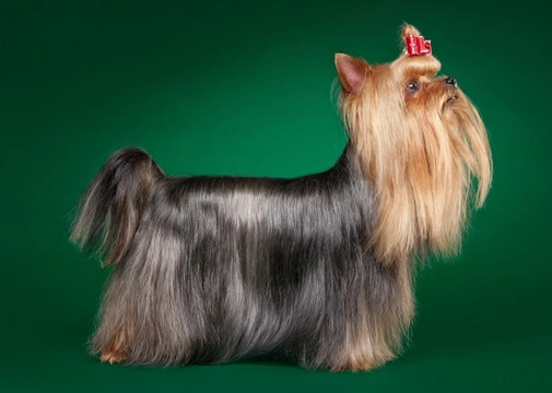 Yorkshire Terrier coat features and varieties