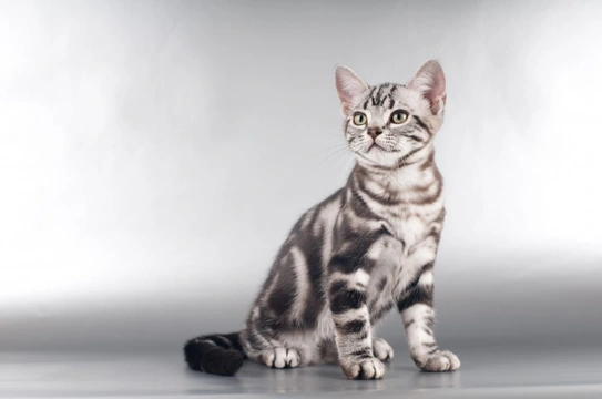 Five Cat Breeds Which Originated in The USA