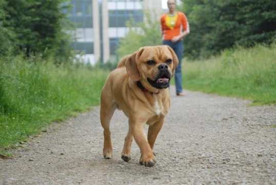Potential problems with the puggle dog
