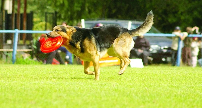 Dogfrisbee Co by měla a neměla obsahovat vaše sestava na závodech