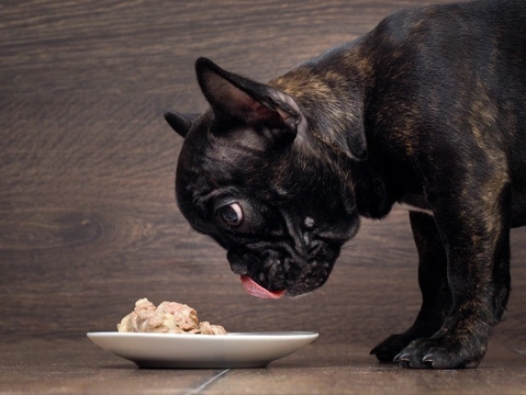 What are the symptoms of food allergies in puppies?