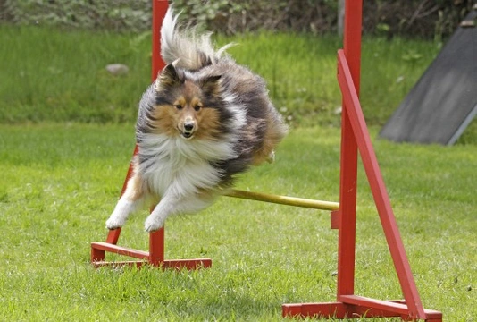 Frequently asked questions about dog agility