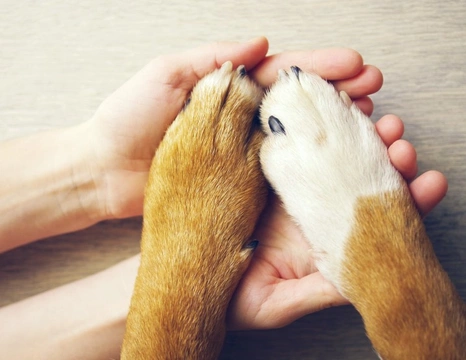 Why do some dogs hate having their paws touched?