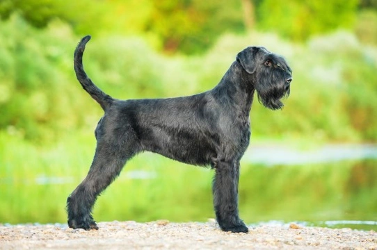 Giant schnauzer hot sale family dog