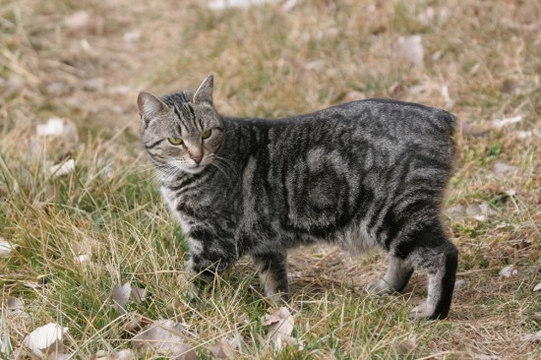 The Manx Cat - The Genetics of the Tailless Cat Breed