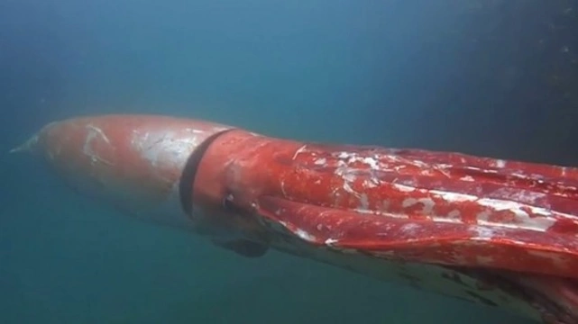 Calamares gigantes: imponentes pero inofensivos