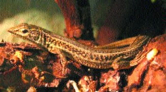 Ophisops elegans iFauna