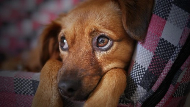 Hernia umbilical en cachorros: síntomas y tratamiento