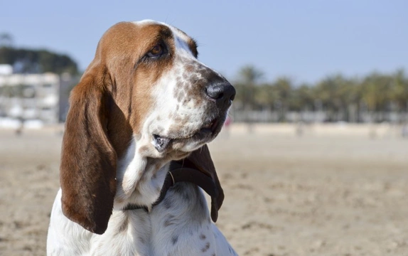 Eye Problems in Basset Hounds