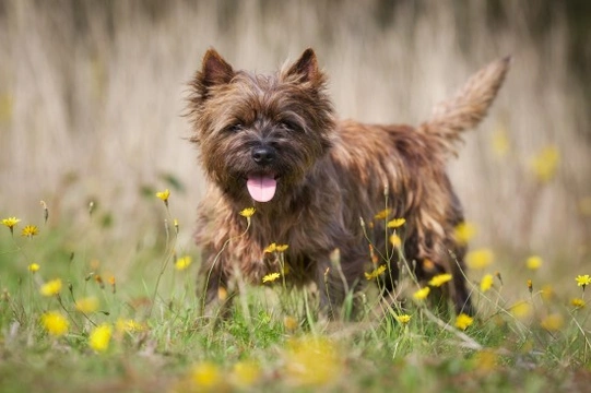 Grooming Tips for a Cairn Terrier Puppy