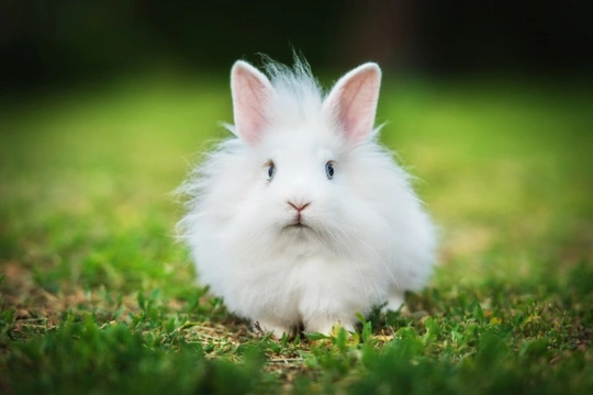 Mites and parasites your rabbit may contract