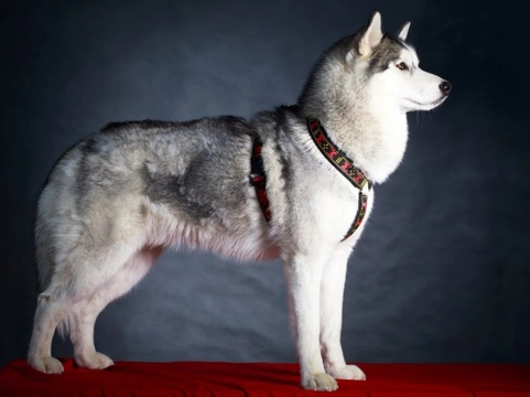 Siberian Husky colours, and commonly confused breeds
