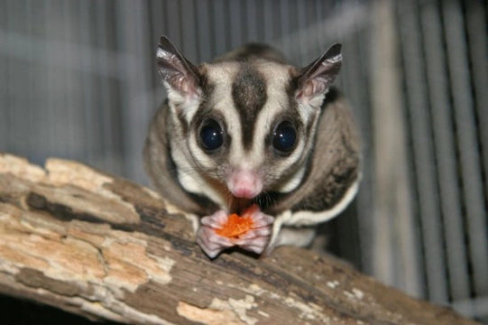 Affectionate cheap sugar glider