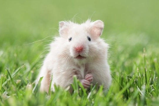 Recognising Cancers and Tumours in Hamsters