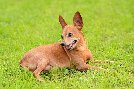 Ten treatment options to keep your dog free of fleas