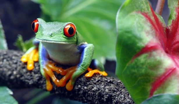 Getting veterinary care for exotic pets