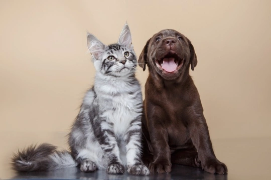 The five biggest differences between dogs and cats