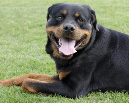 Five skin and coat problems that can irritate your Rottweiler