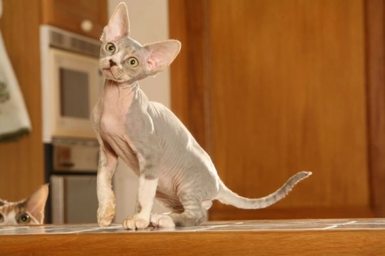 Thinking of owning a Devon Rex Cat?