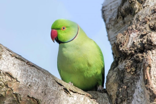 Exotic birds living wild in London - The feral London parrots